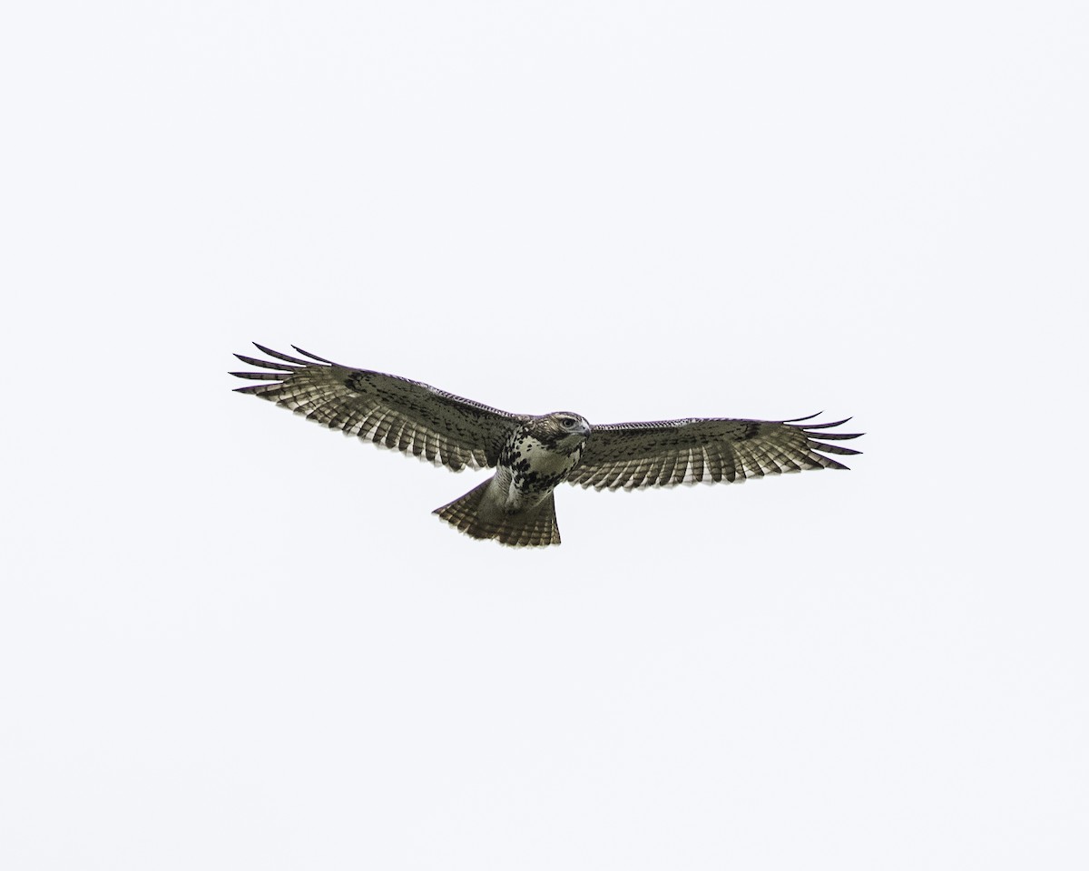 Red-tailed Hawk - ML119695851