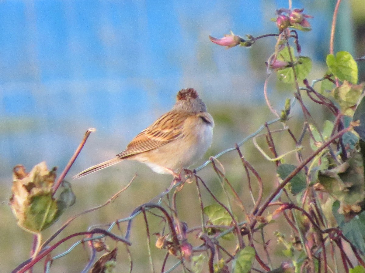 Clay-colored Sparrow - Edward Kittredge