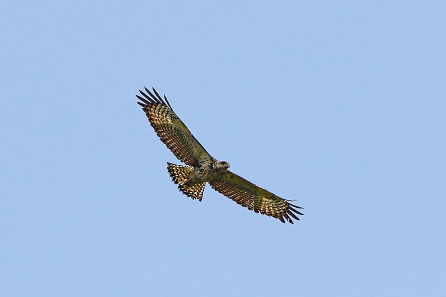 Buteogallus sp. eBird