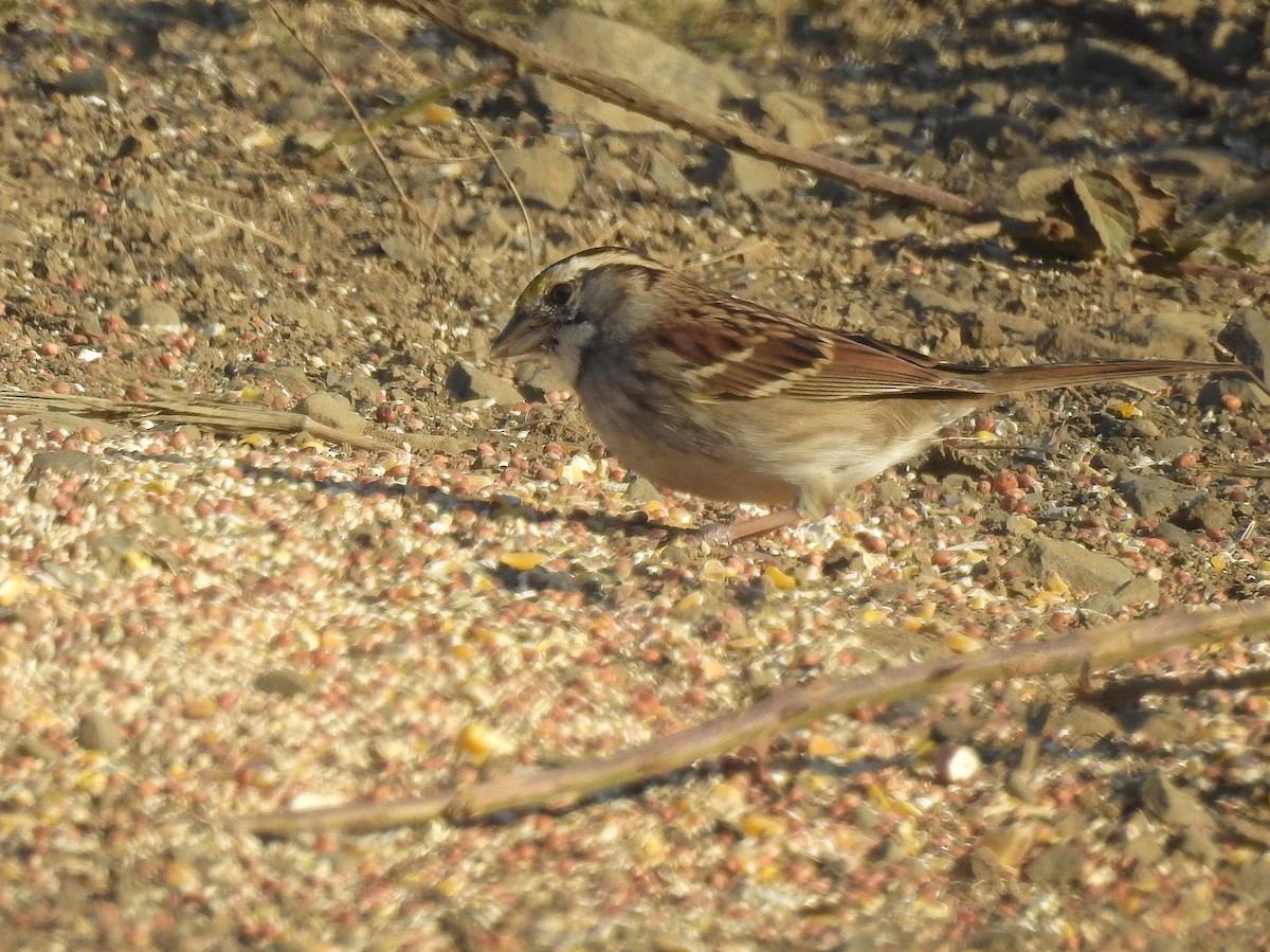 White-throated Sparrow - Jacob Mathison