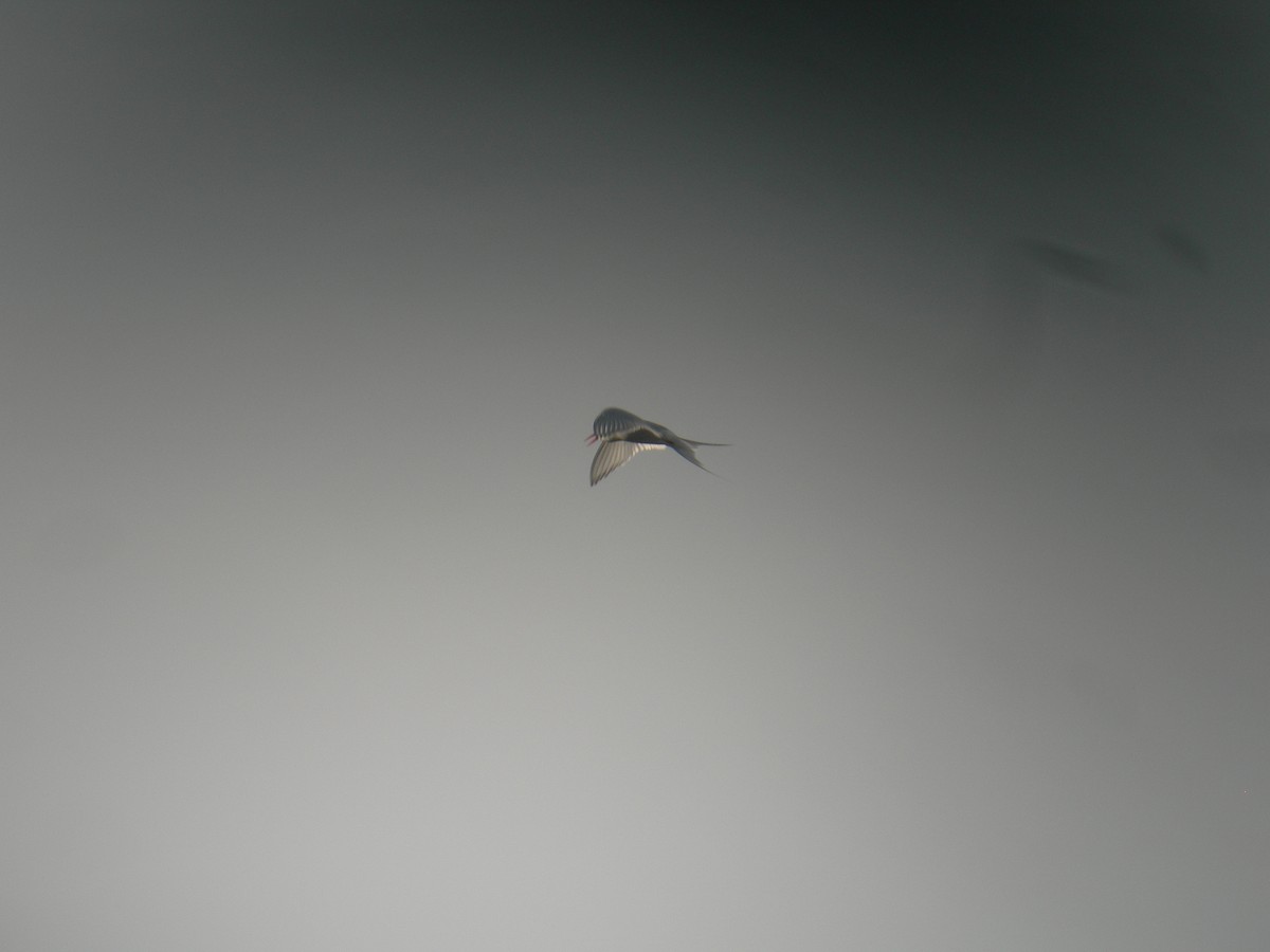 Arctic Tern - ML119702411