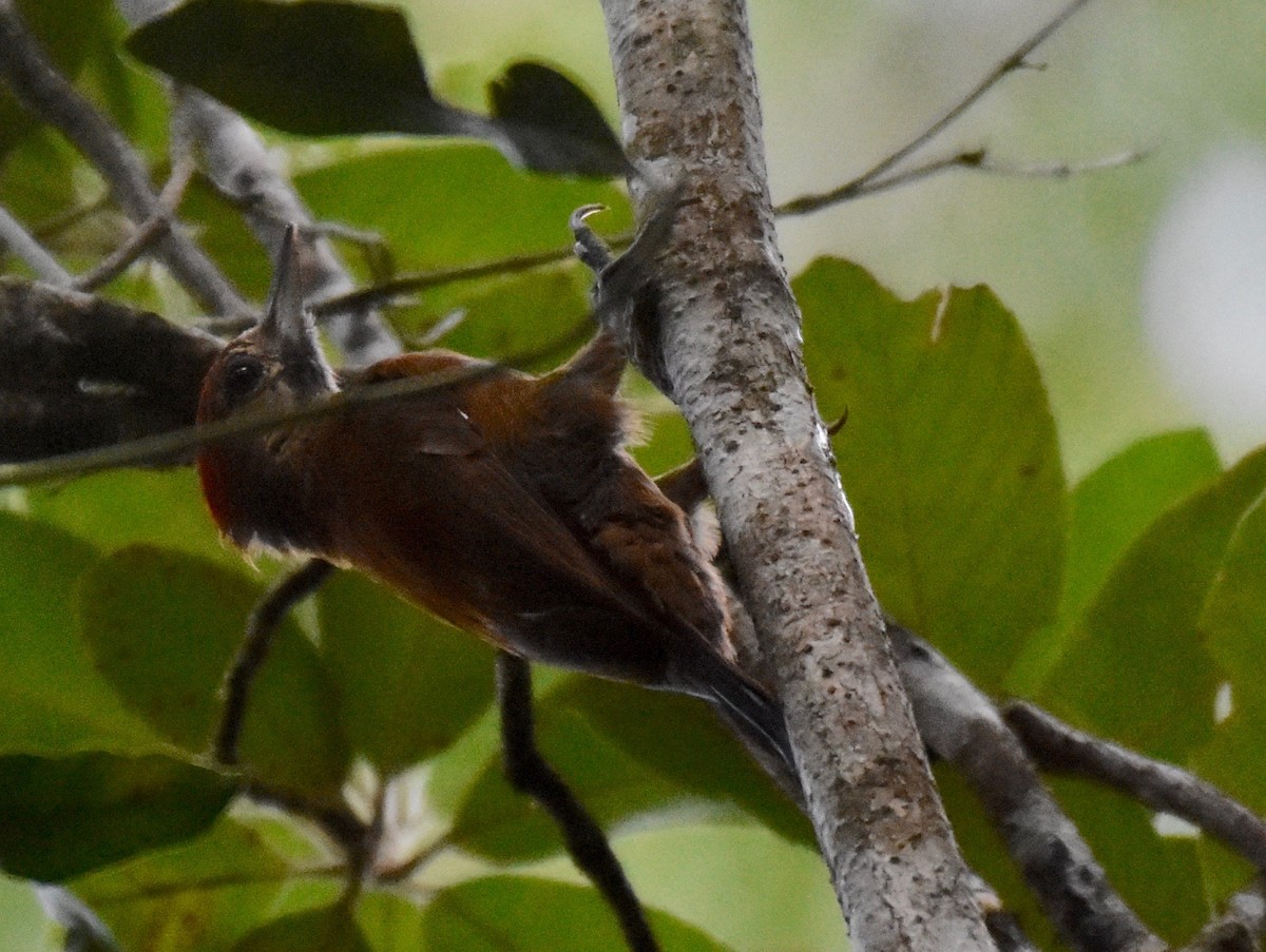 Smoky-brown Woodpecker - ML119703131