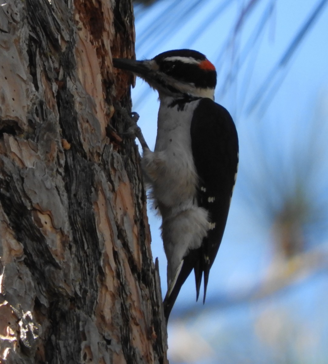 Hairy Woodpecker - ML119703241