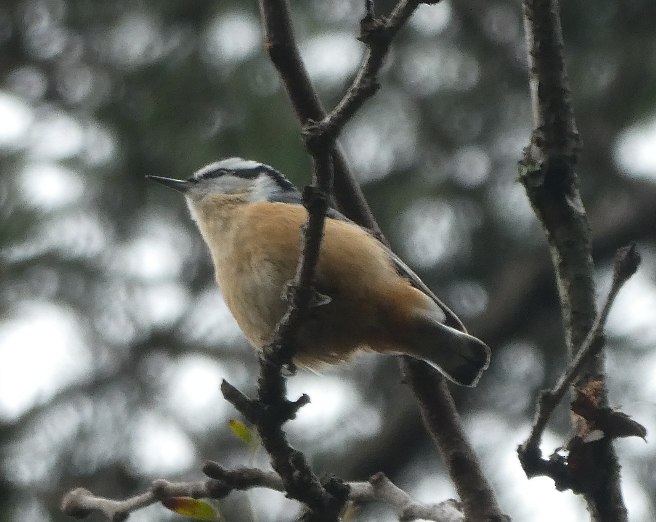 Red-breasted Nuthatch - Greenbelt  Marc