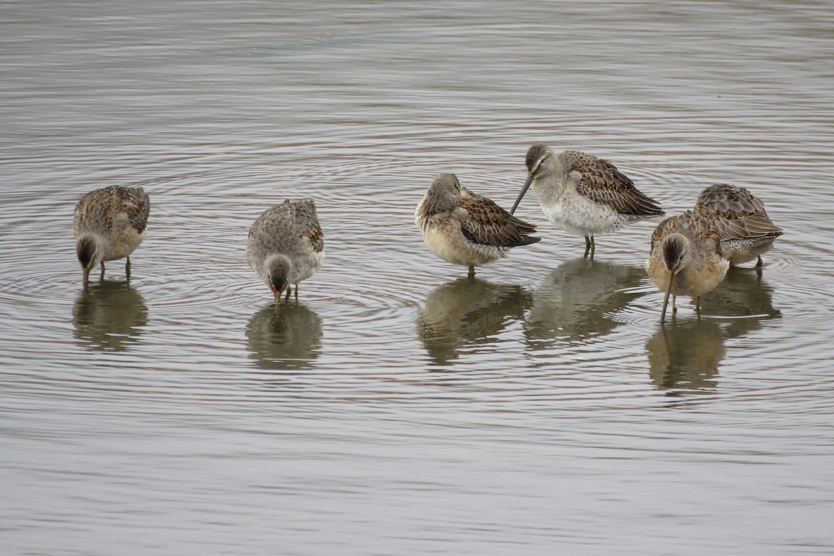 Long-billed Dowitcher - ML119706201