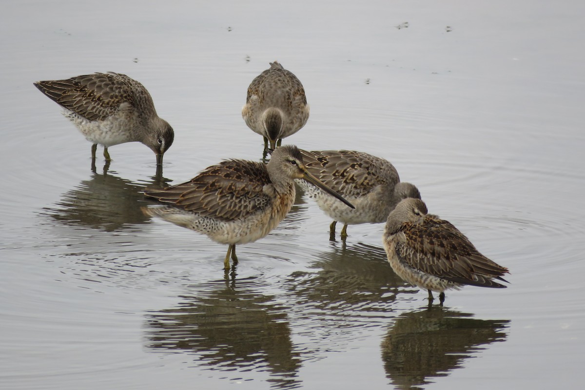 Long-billed Dowitcher - ML119706731