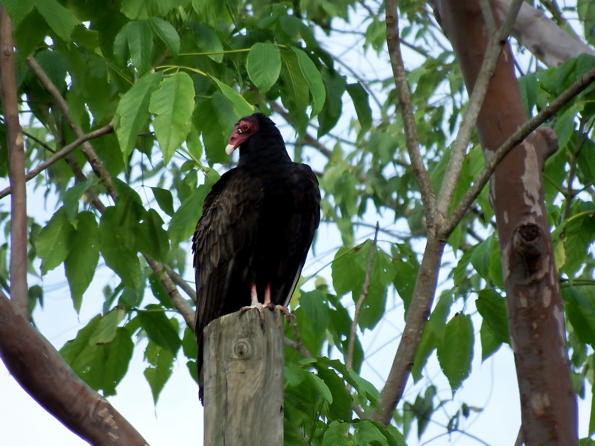 Turkey Vulture - Gilberto Flores-Walter (Feathers Birding)