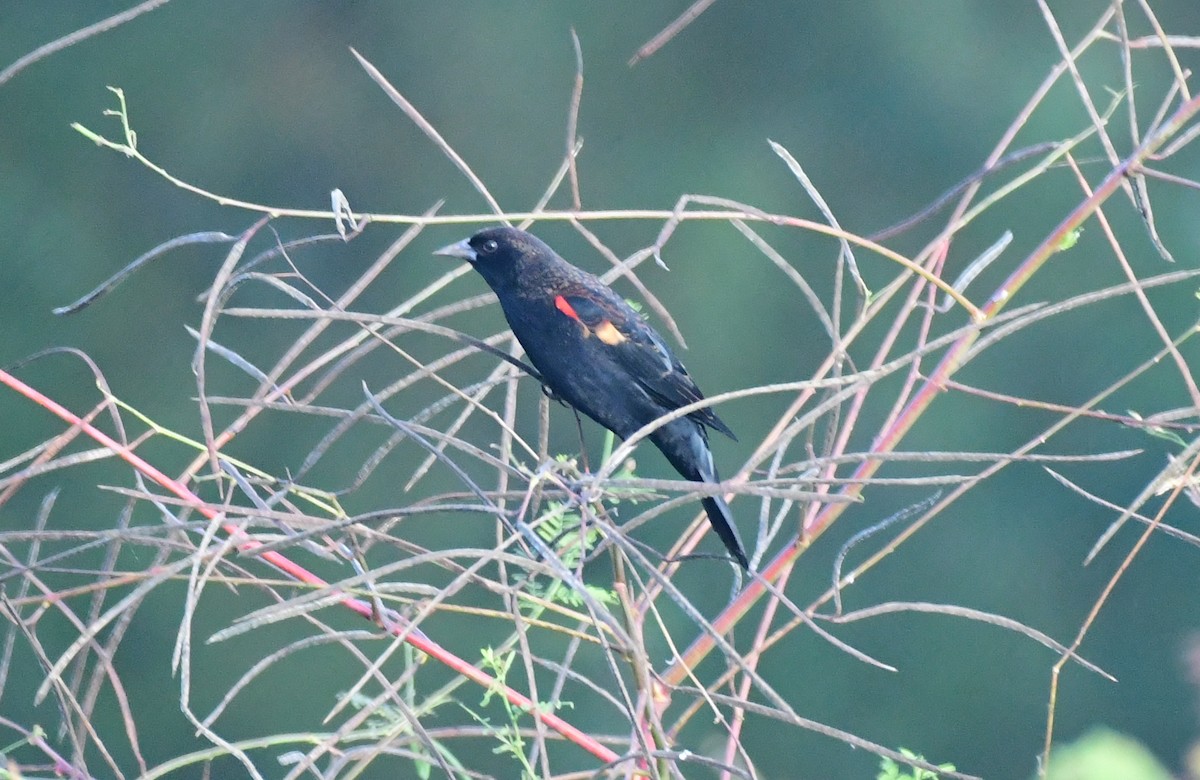 Red-winged Blackbird - James Bozeman