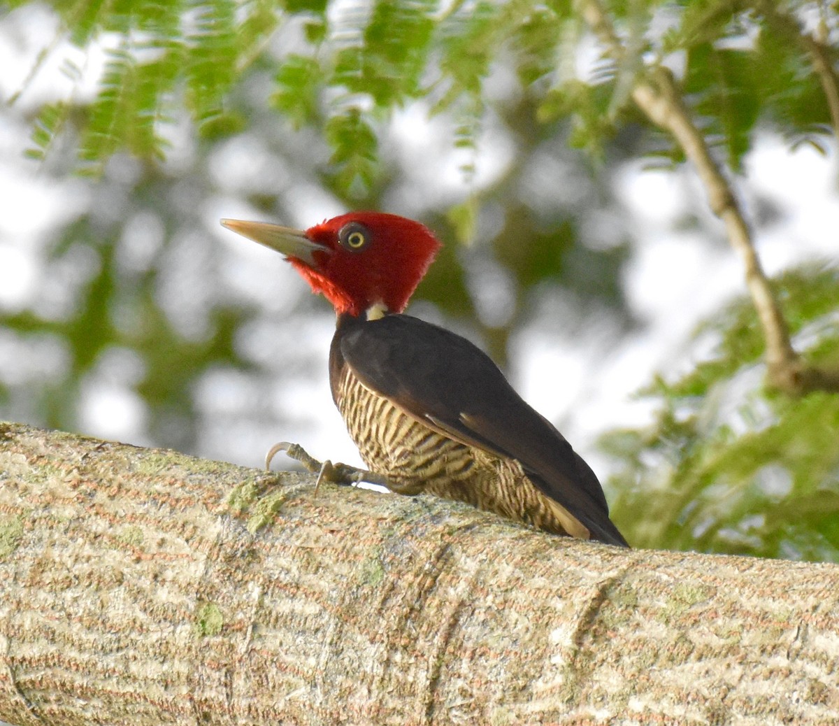 Pale-billed Woodpecker - Suzette Stitely
