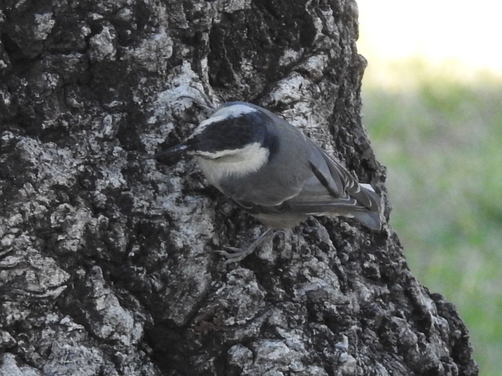 White-breasted Nuthatch (Pacific) - Kimball Garrett