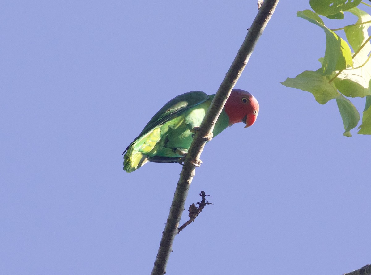 Red-cheeked Parrot - Scott Baker