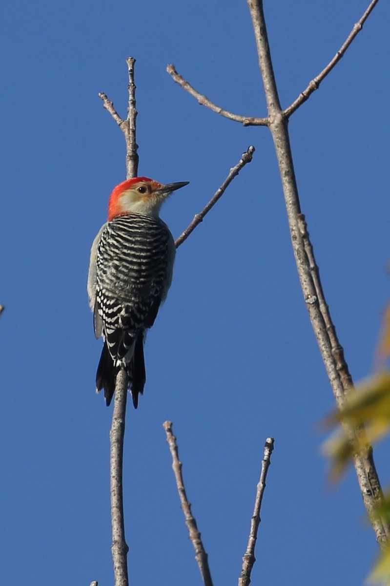 Red-bellied Woodpecker - Margaret Bauer