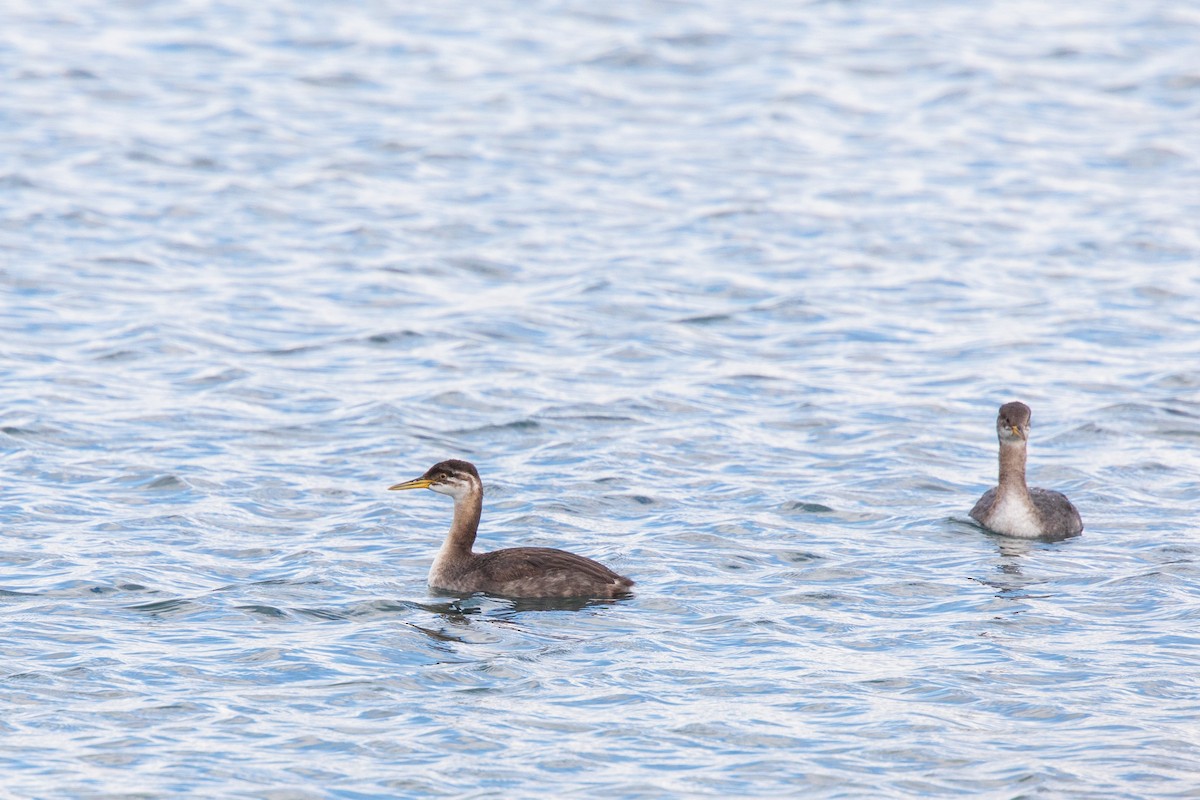 Red-necked Grebe - ML119724021