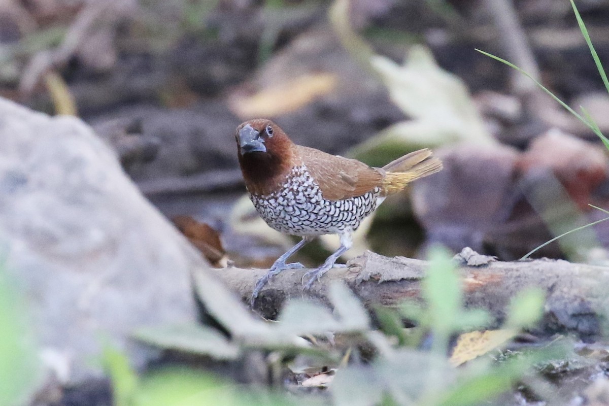 Scaly-breasted Munia - Tom Fangrow