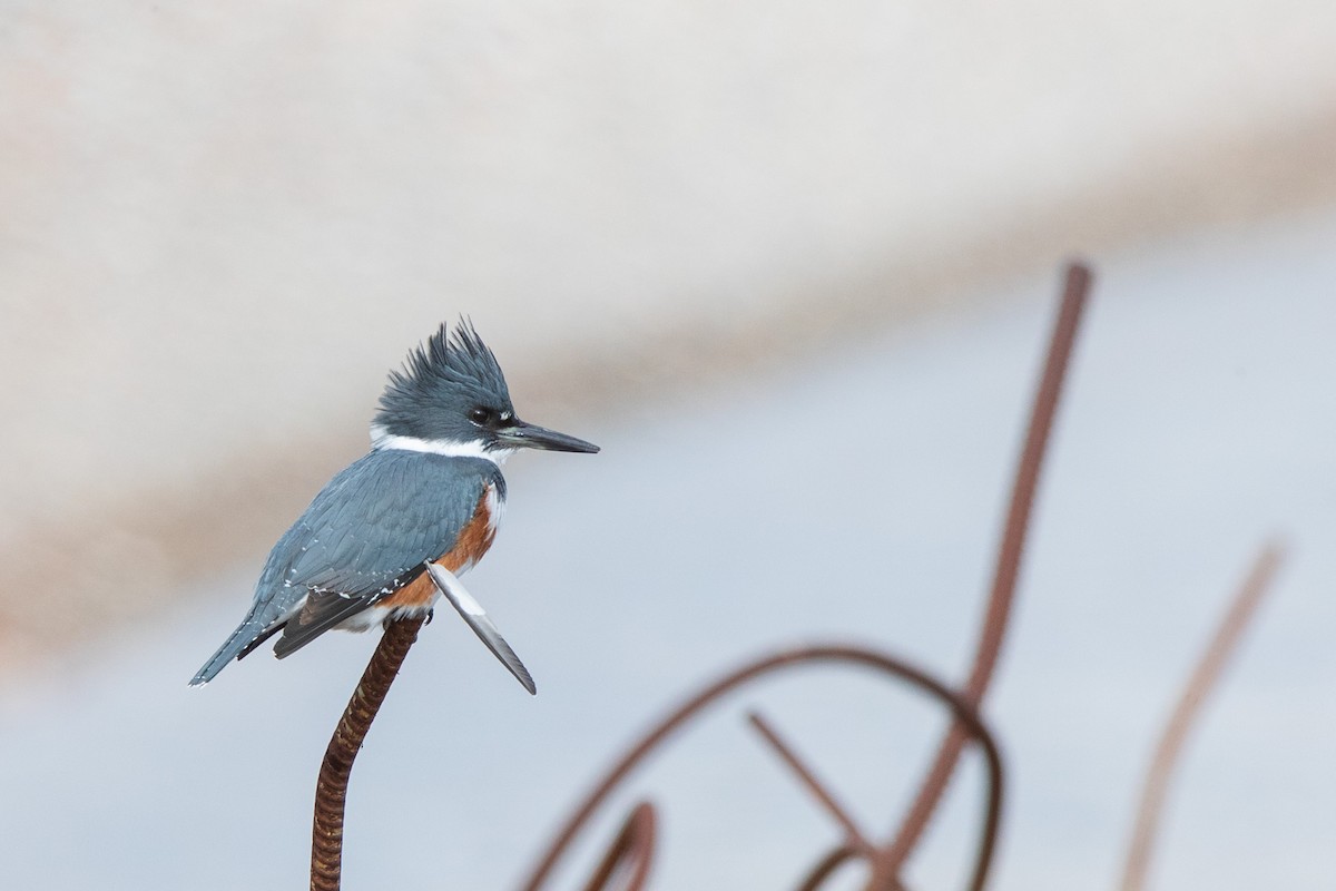 Belted Kingfisher - Brian Stahls
