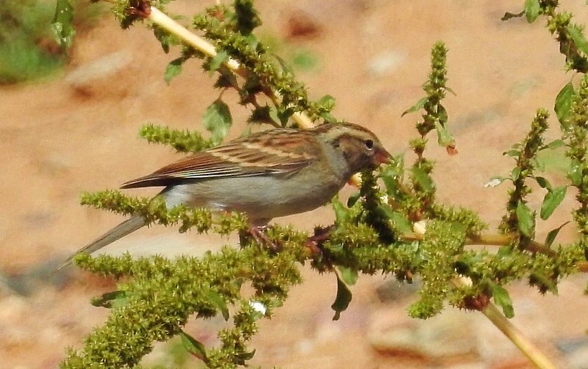 Chipping Sparrow - Usha Tatini
