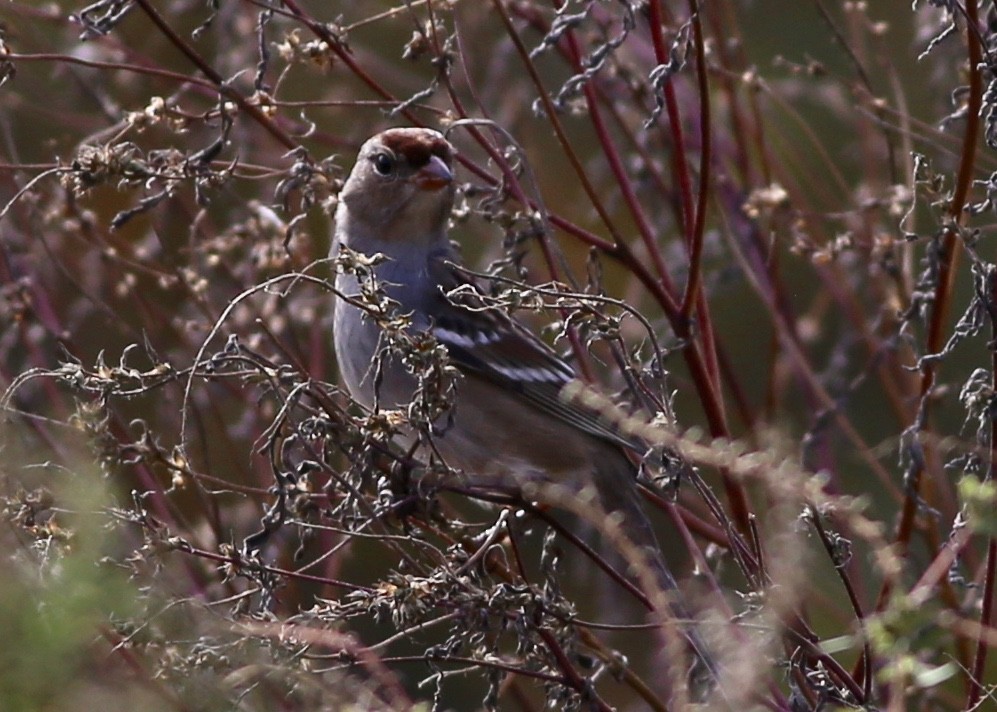 White-crowned Sparrow - Alan Kneidel