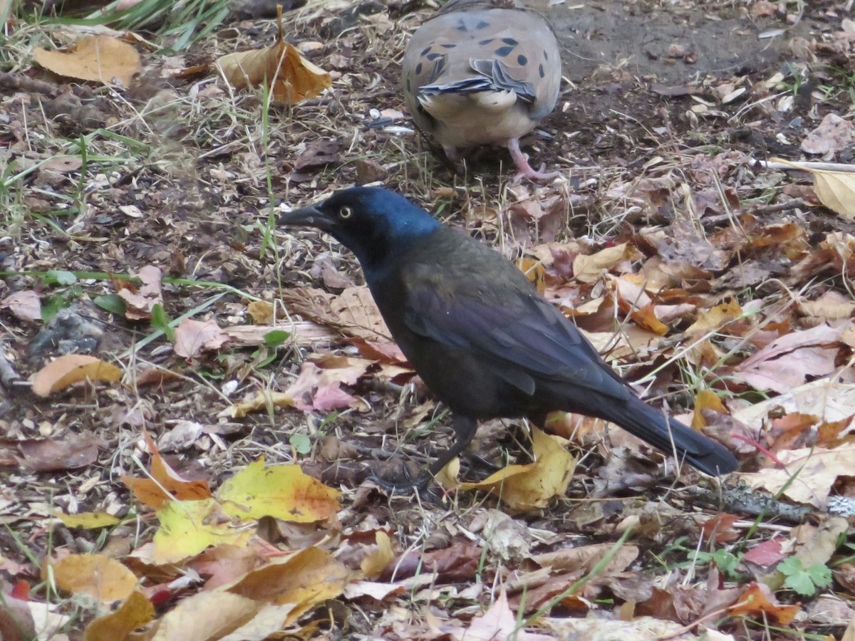 Common Grackle - nancy/mike dowd