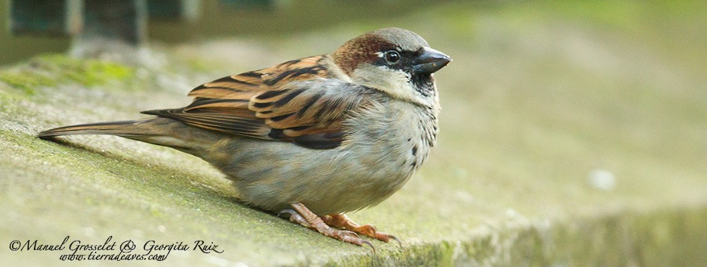 House Sparrow - manuel grosselet