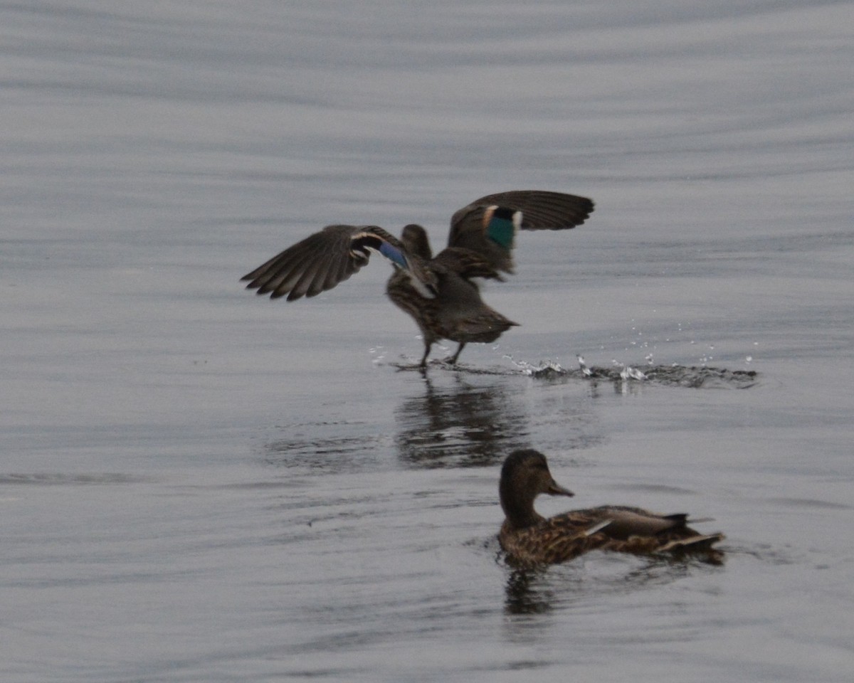 Green-winged Teal - David Kennedy