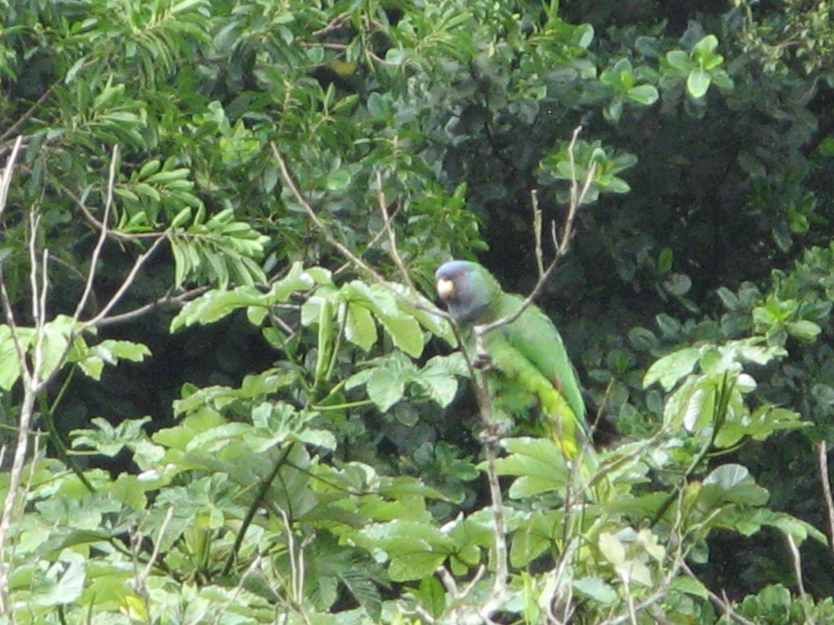 Red-necked Parrot - ML119730371