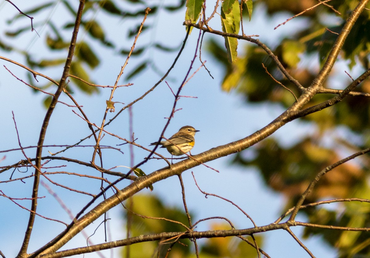 Yellow-rumped Warbler - Paul Droubay
