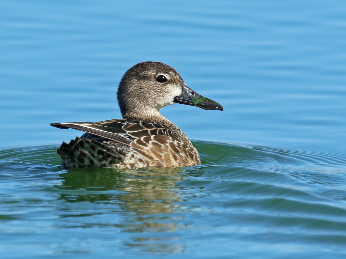Blue-winged Teal - ML119733321