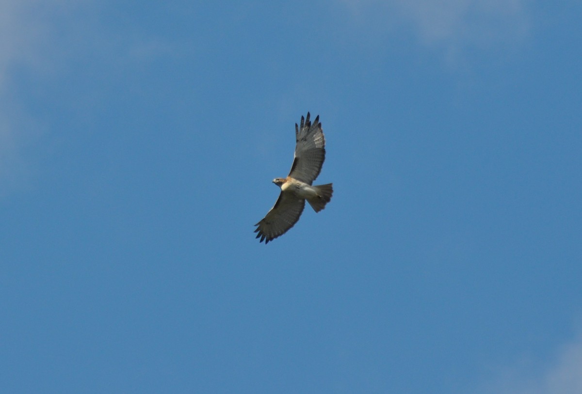 Red-tailed Hawk - ML119734341