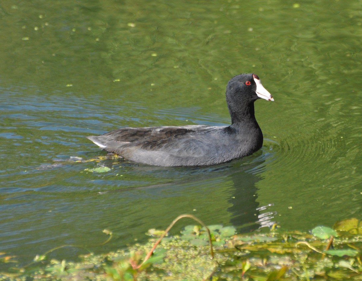 American Coot (Red-shielded) - ML119734641