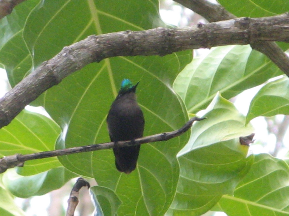 Antillean Crested Hummingbird - ML119734691