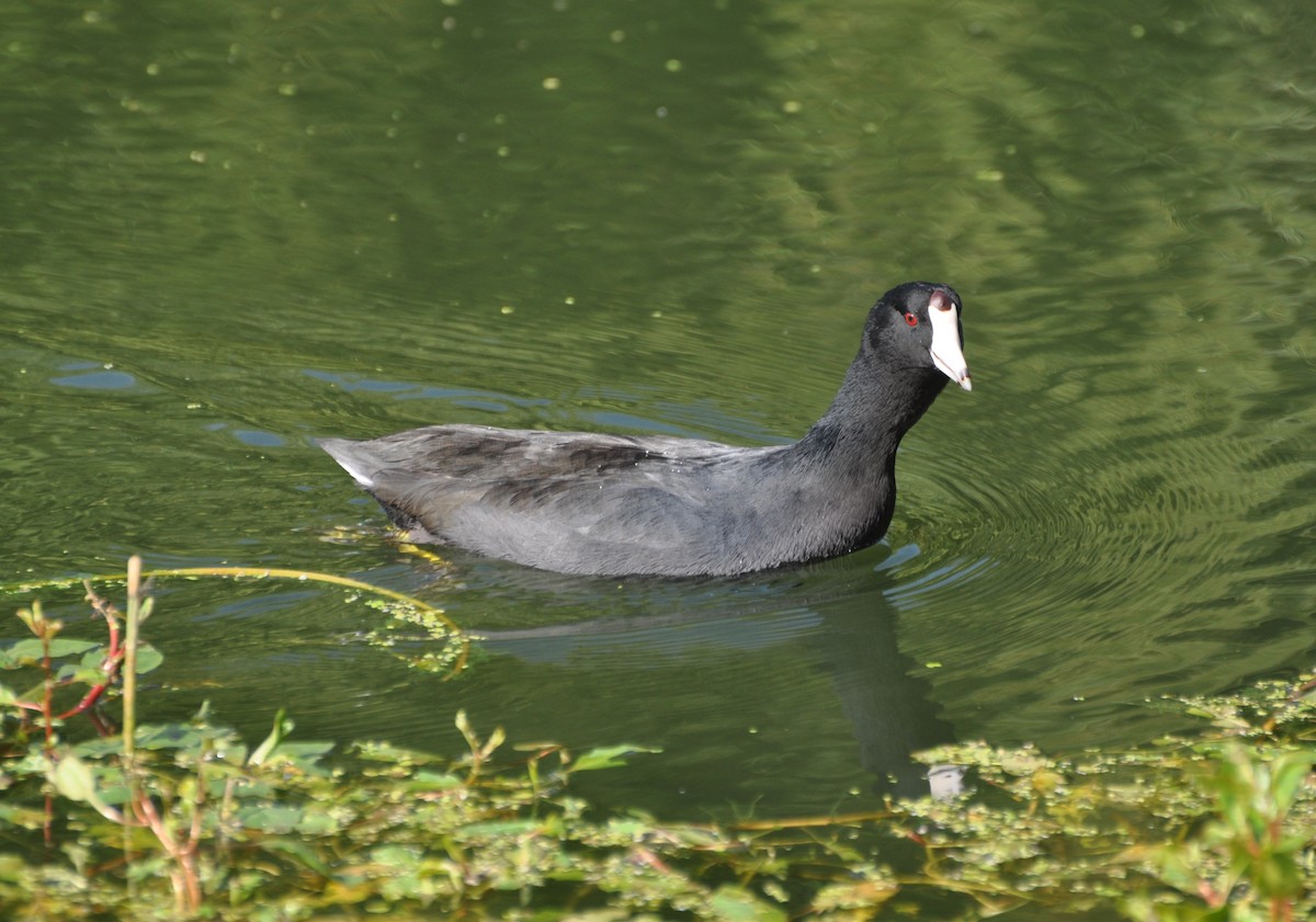 American Coot (Red-shielded) - ML119734771