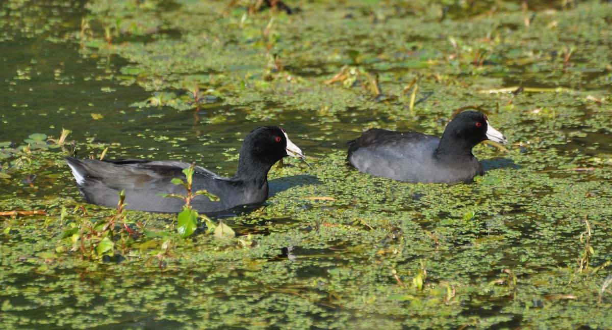 American Coot (Red-shielded) - ML119734831