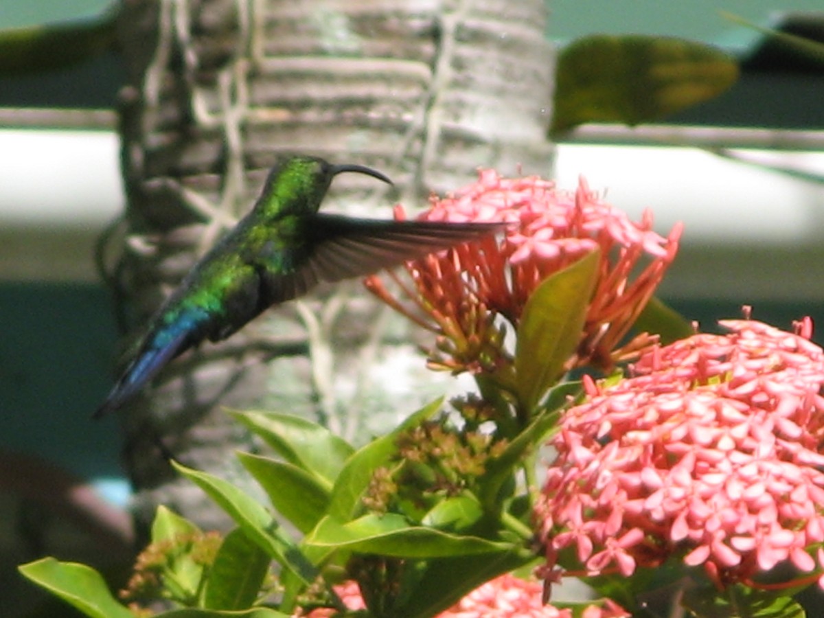 Зеленогрудый колибри - ML119735191