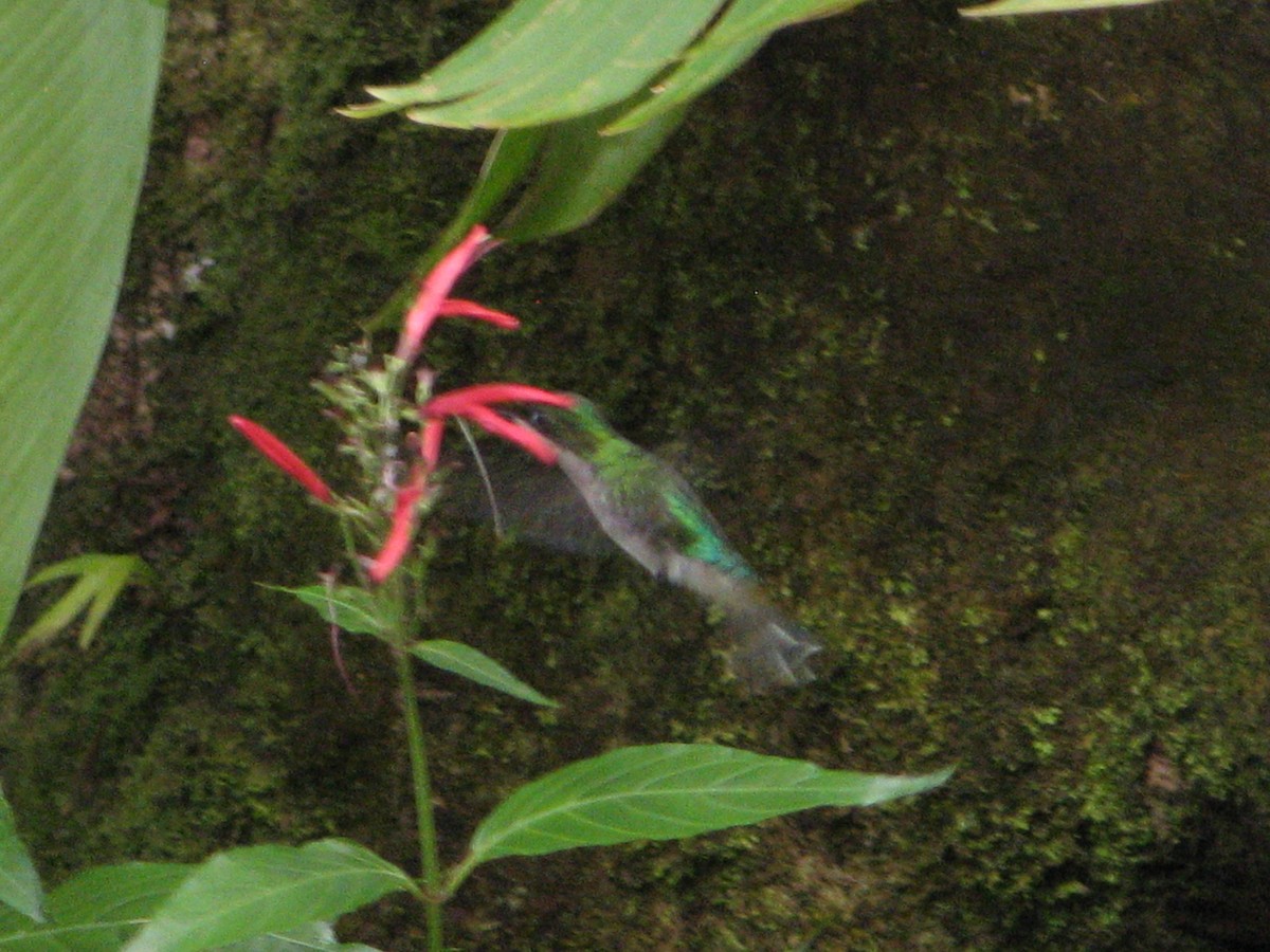 Blue-headed Hummingbird - ML119735481