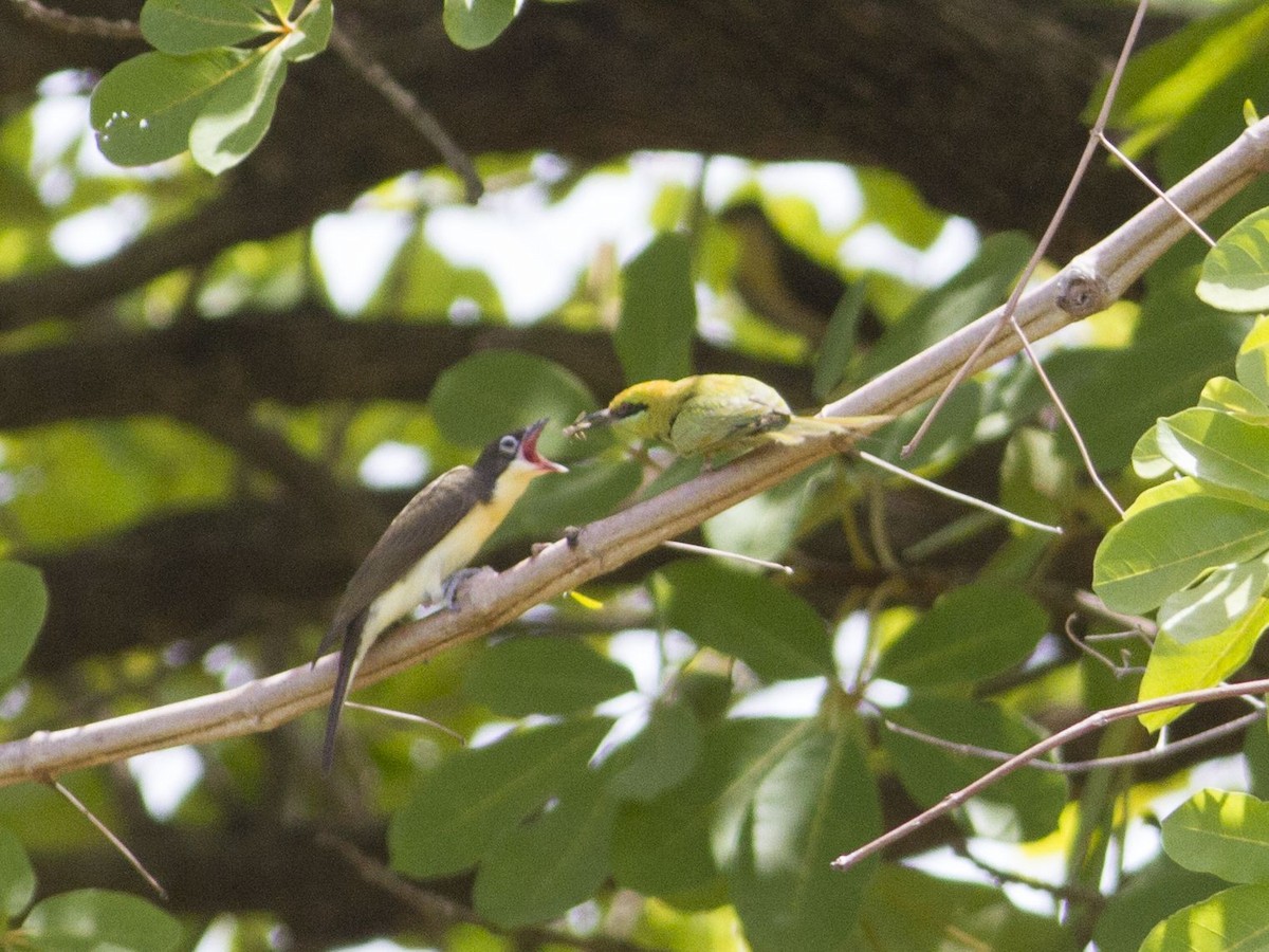 African Green Bee-eater - ML119740651
