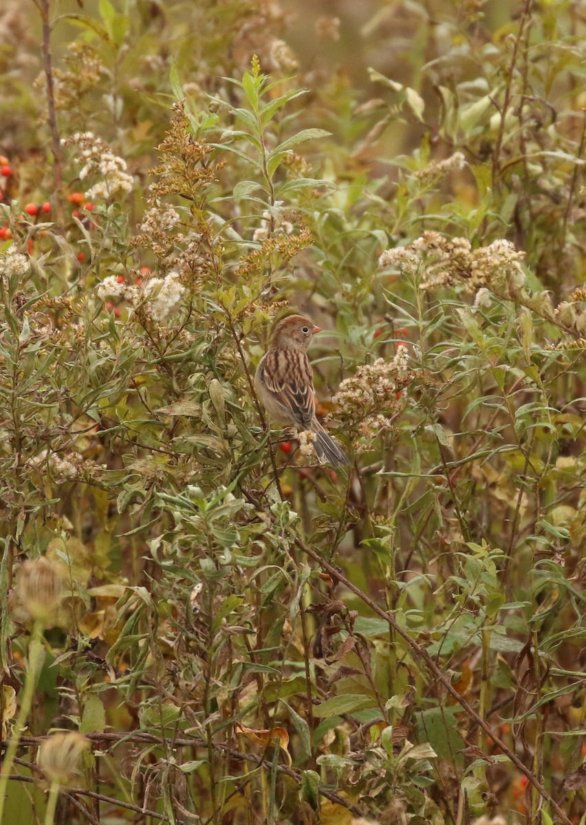 Field Sparrow - K L