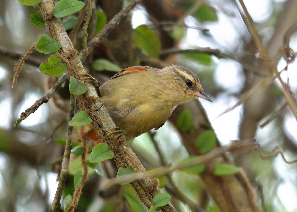 Olive Spinetail - ML119745321