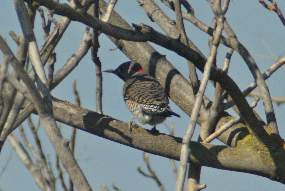Northern Flicker (Yellow-shafted) - ML119750931