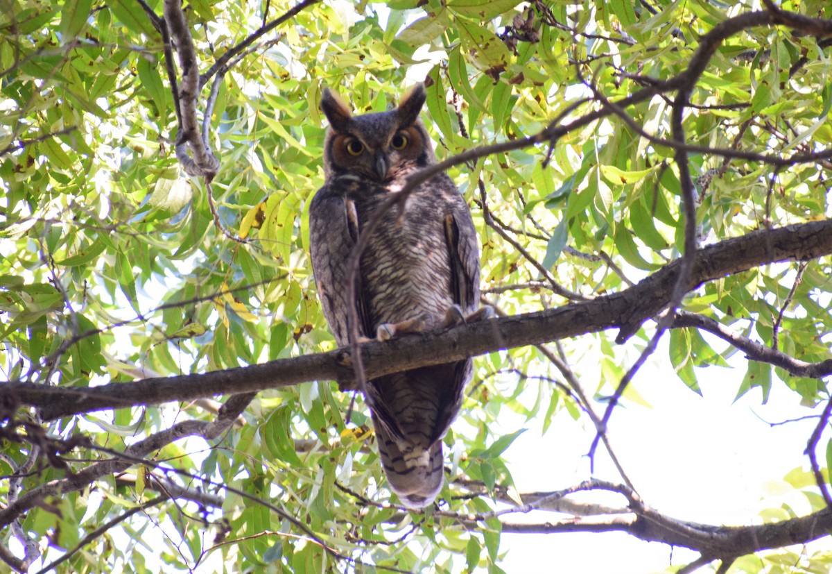 Great Horned Owl - ML119751341