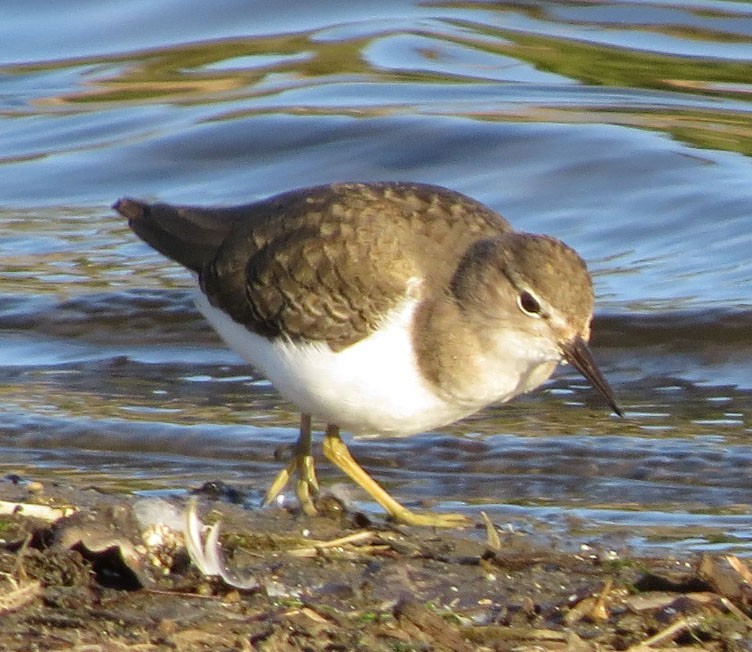 Spotted Sandpiper - Diane Etchison