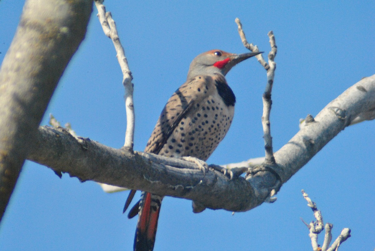 Northern Flicker (Red-shafted) - ML119754041