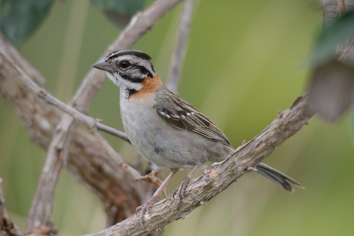 Rufous-collared Sparrow - Rodrigo Ferronato