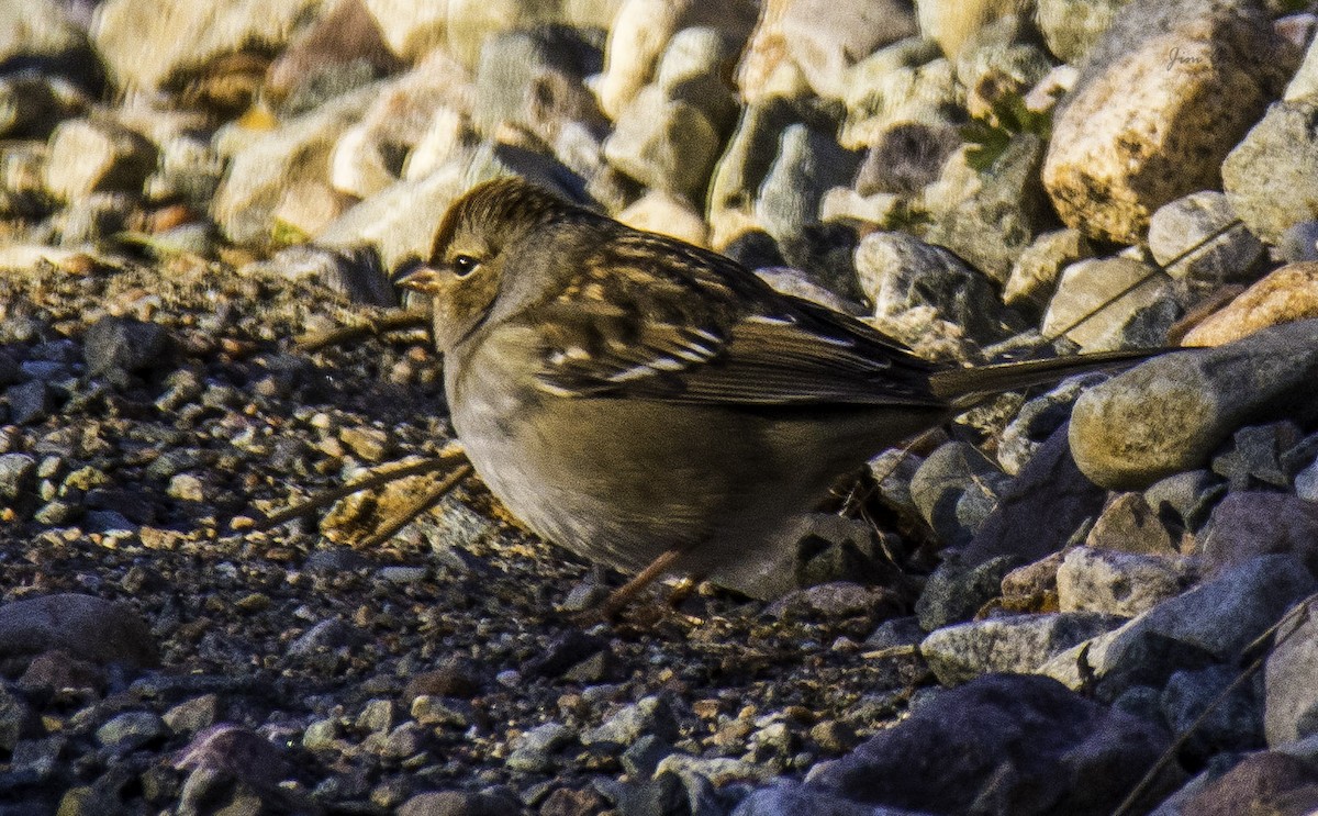 White-crowned Sparrow - ML119754261