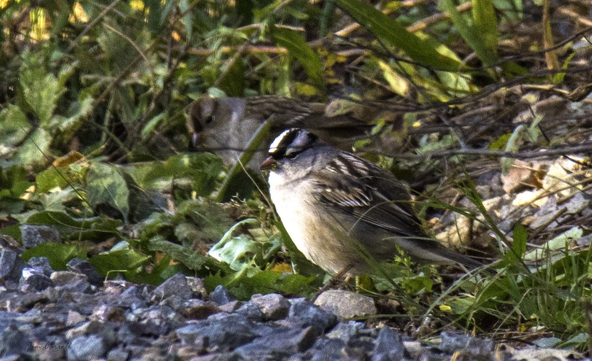 White-crowned Sparrow - ML119754271
