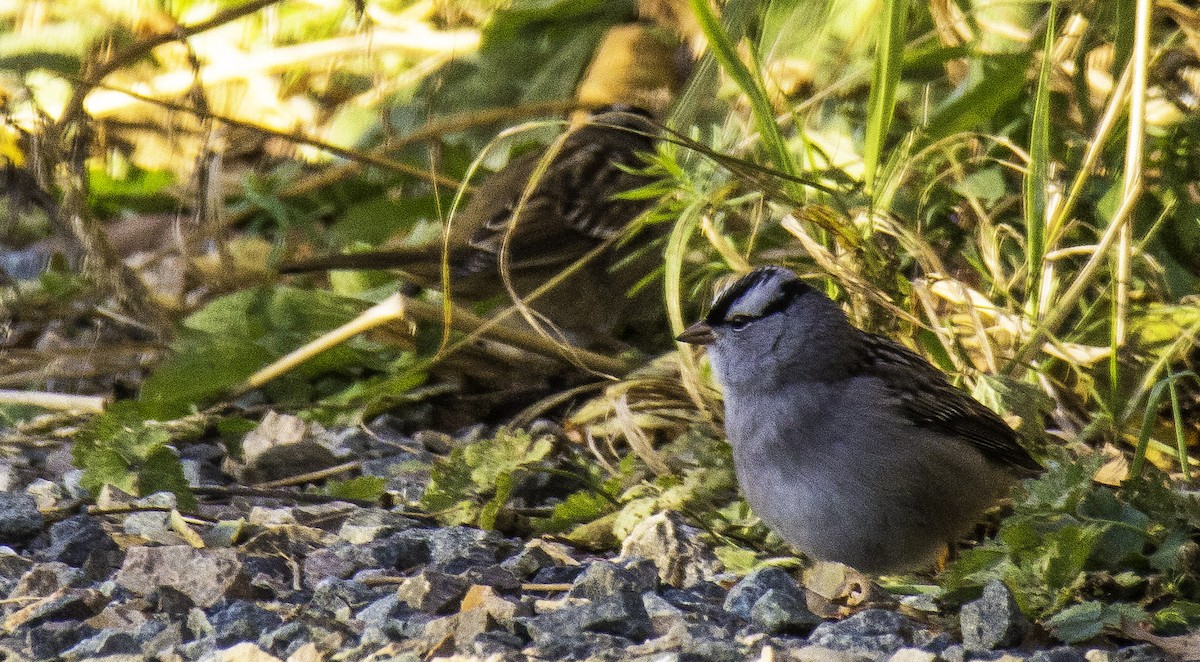 White-crowned Sparrow - ML119754301
