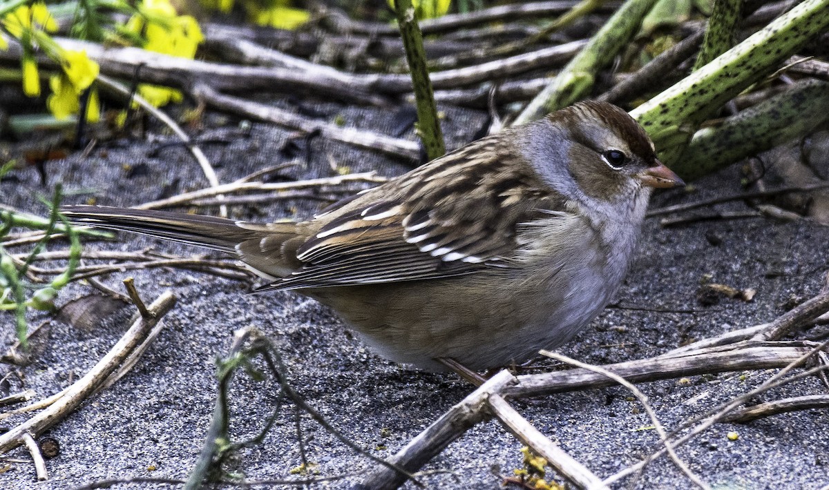 White-crowned Sparrow - ML119754341
