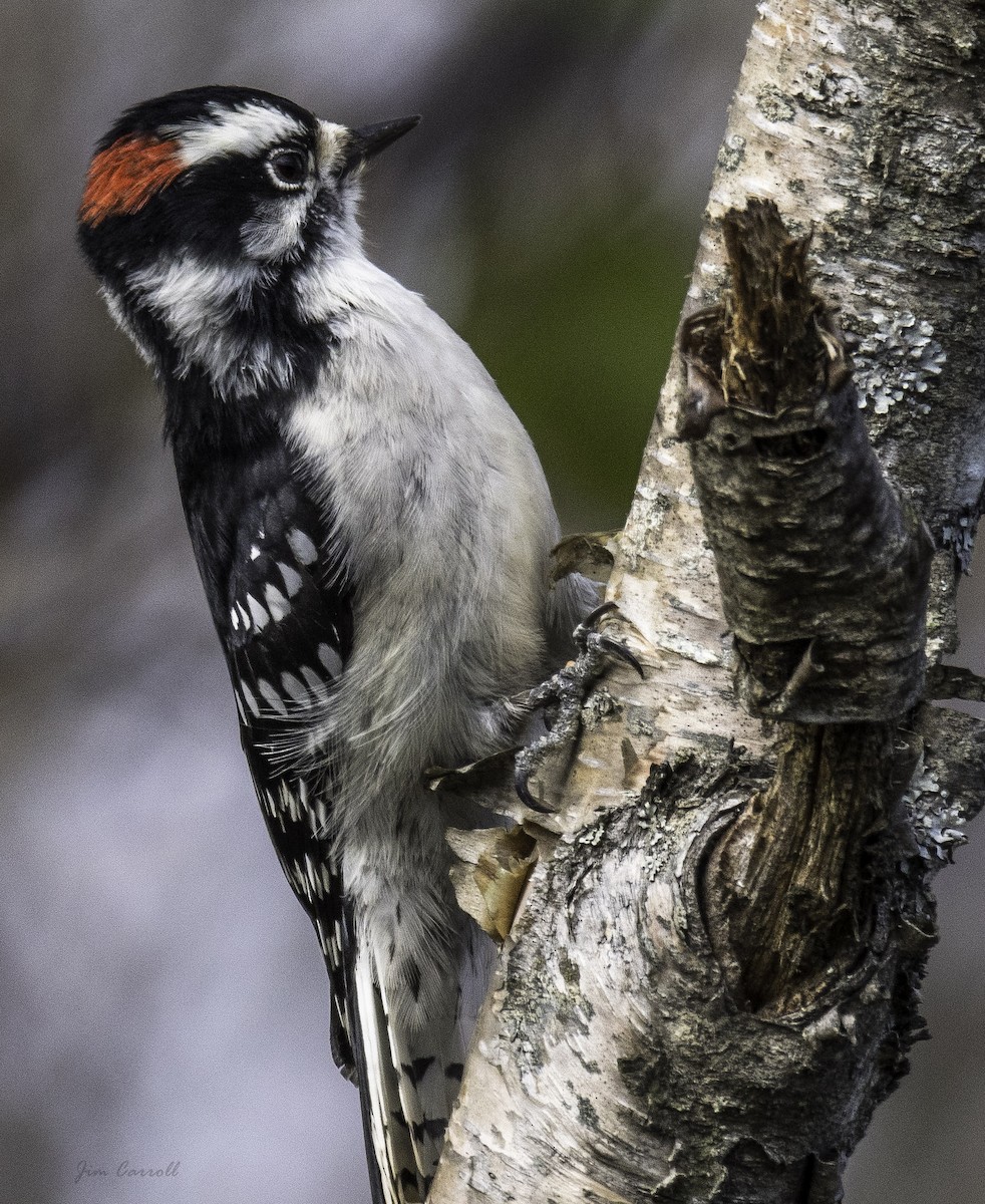Downy Woodpecker - ML119754611
