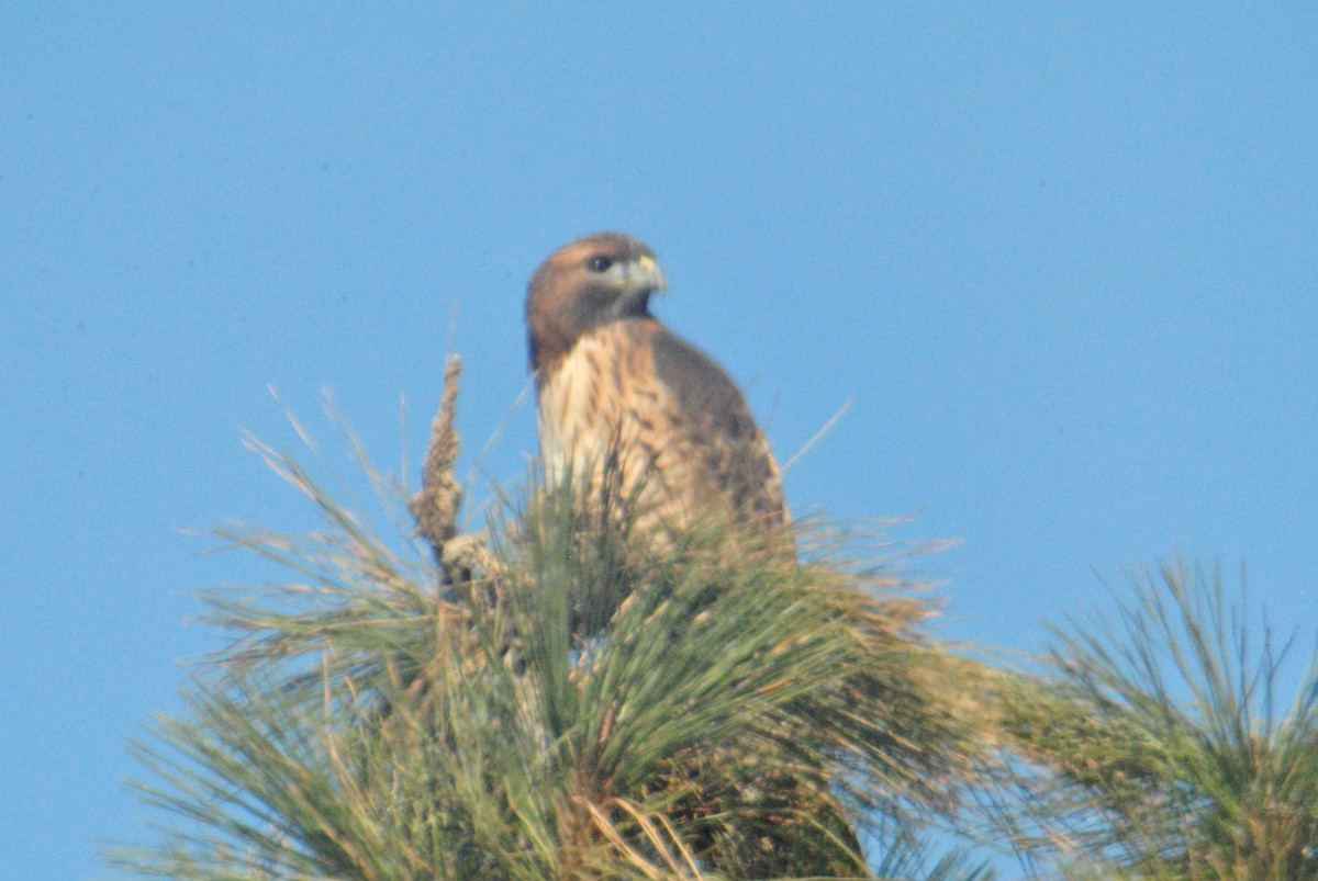 Red-tailed Hawk (calurus/alascensis) - ML119754701