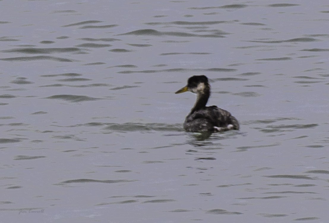 Red-necked Grebe - ML119754771