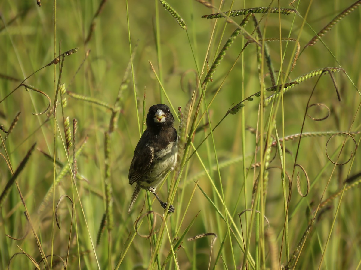 Yellow-bellied Seedeater - ML119754811